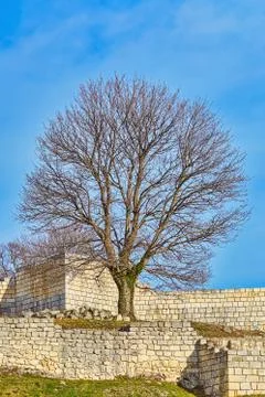 Bare Tree in Fort Stock Photos