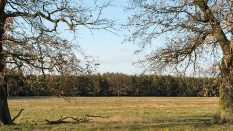 A bare tree framed by old branches Foto stock