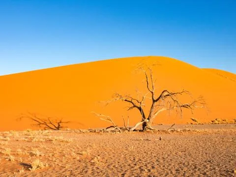 Bare tree in front of dune 45 Dune 45, Namibia Stock Photos