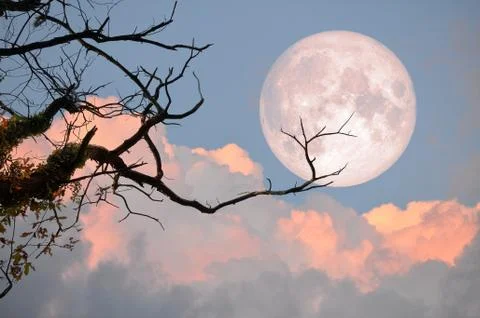 Bare tree on full moon at evening. Elements of this image furnished by NASA Stock Photos
