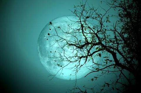 Bare tree on full moon at night. Elements of this image furnished by NASA Stock Photos