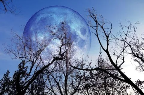 Bare tree on full moon at night. Elements of this image furnished by NASA 스톡 사진