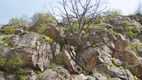 Bare tree on granite surrounded by spring flowers and young greenery on a slo Vidéo 332735636