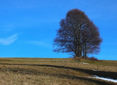 Bare tree on grassy hill against blue sky landscape Stock Photos