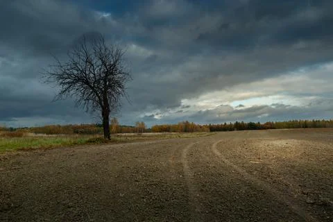 Bare tree growing in a field and overcast sky Stock Photos