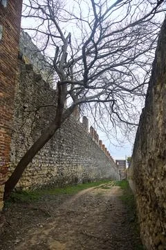 Bare tree growing sideways on a dirt path bordered by fortifications on a c.. Stock Photos