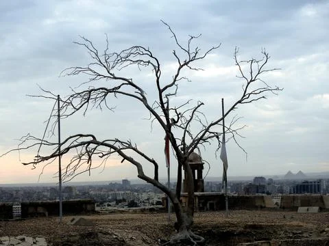 A bare tree at a high hill of Cairo from the Citadel in a cloudy day with a.. Stock Photos