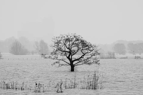 Bare tree in the high water in the flooded river delta Stock Photos