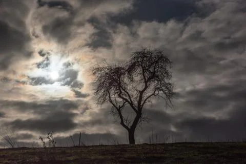 Bare tree on a hill with sun behind the clouds Foto stock