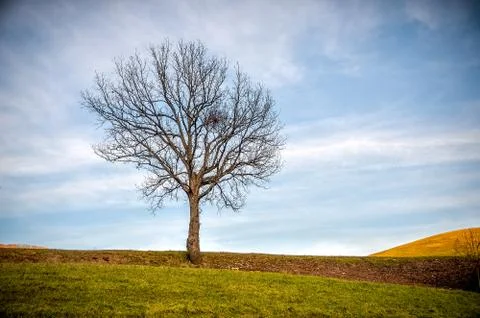 Bare tree hill top Stock Photos