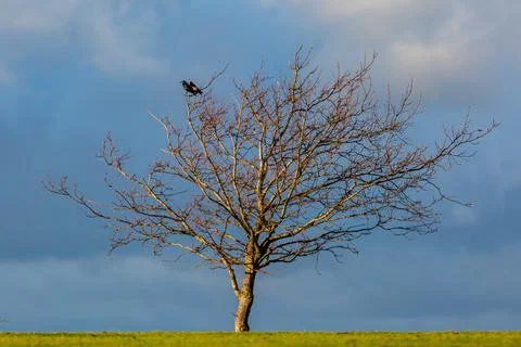 A Bare Tree on a Hilltop Stock Photos