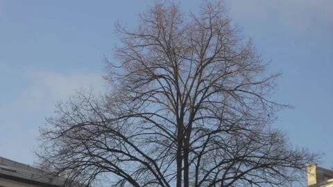 Bare Tree with Intricate Leafless Branches in Pilestredet Park Oslo Norway Stock Footage 340828859
