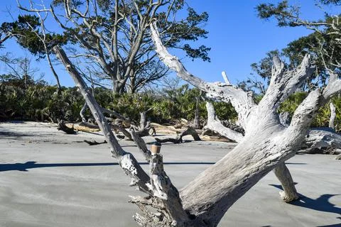 Bare tree on its side Stock Photos
