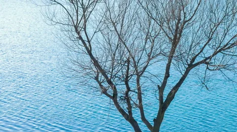 Bare tree by the lake in early spring Stock Footage 60038076