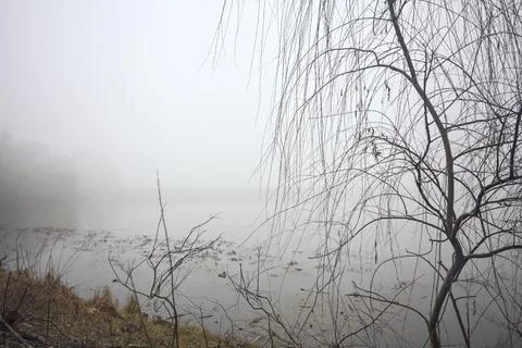 Bare tree by the lakeshore Stock Photos