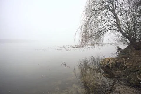 Bare tree by the lakeshore Stock Photos