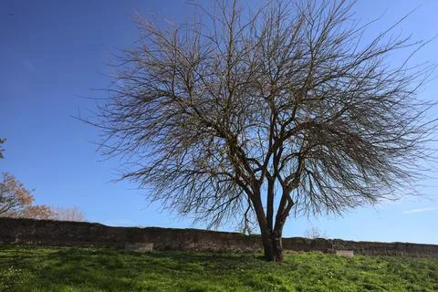 Bare tree on a lawn Stock Photos