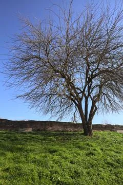 Bare tree on a lawn Foto stock