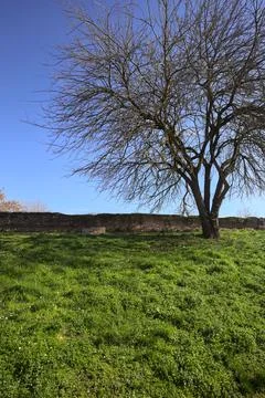 Bare tree on a lawn Foto stock