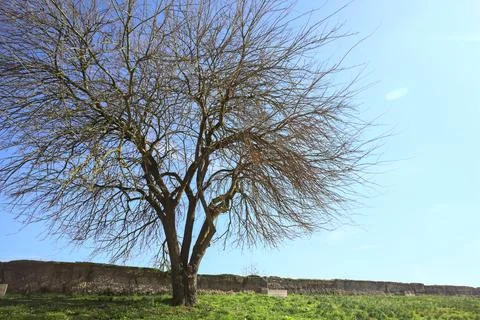 Bare tree on a lawn Foto stock