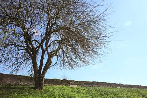 Bare tree on a lawn Foto stock