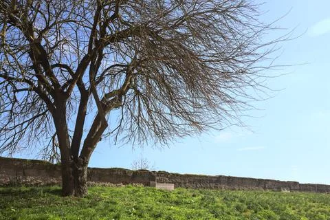 Bare tree on a lawn Foto stock