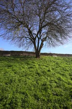 Bare tree on a lawn Stock Photos