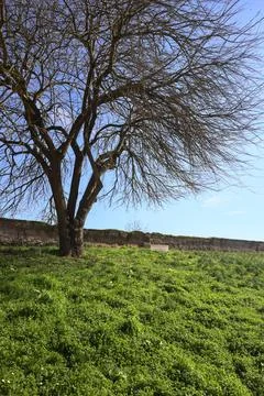 Bare tree on a lawn Foto stock