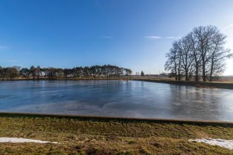 Bare tree lean over the water, reflect. Tree branches bent low over the lake in Stock Photos