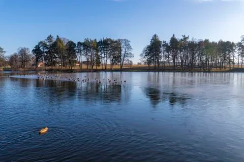 Bare tree lean over the water, reflect. Tree branches bent low over the lake in Stock Photos