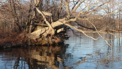 Bare tree leaning over ripples in calm freshwater lake surface Stock Footage 326952269