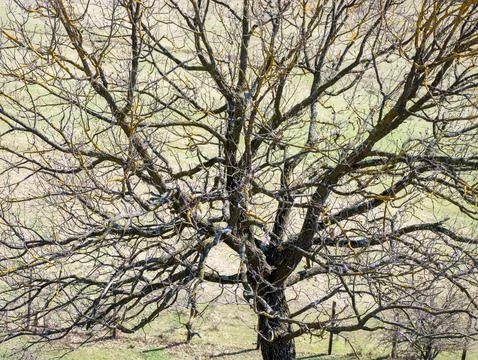 Bare tree with lichen covered branches in spring pasture Foto stock