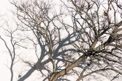 Bare tree limb casting pronounced shadow on pale wall surface Stock Photos