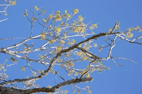 Bare tree limbs with the first growth of spring Stock Photos