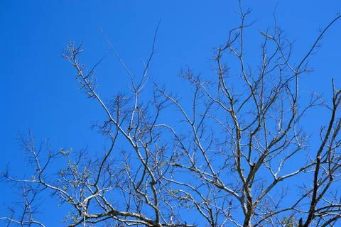 Bare tree limbs with new buds on southern barrier island Stock Photos