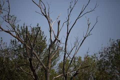 Bare Tree Limbs Stock Photos