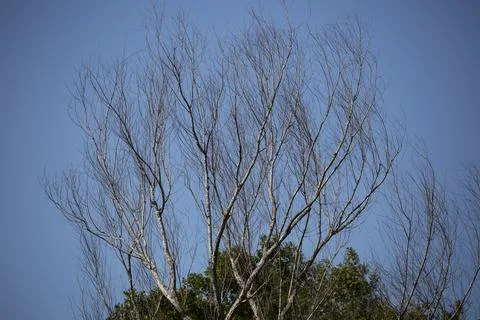 Bare Tree Limbs Stock-Fotos