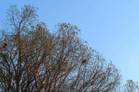 Bare tree limbs reach toward clear blue sky Stock Photos