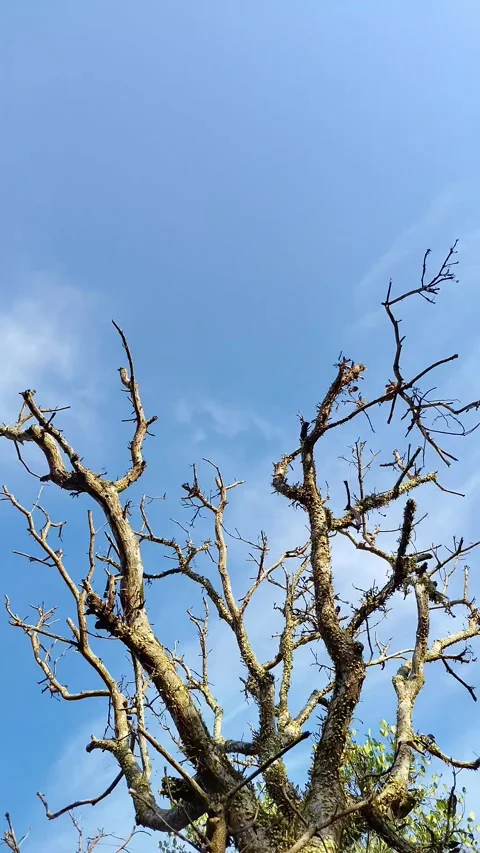 Bare tree limbs stretch against a clear blue sky Stock Footage 331202096