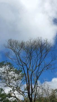 Bare tree limbs stretch against a bright blue sky Fotos de archivo