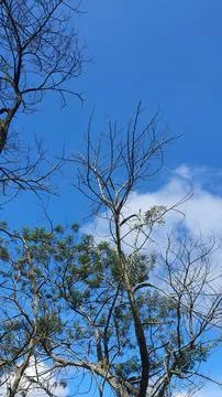 Bare tree limbs stretch against a bright blue sky Stock Photos
