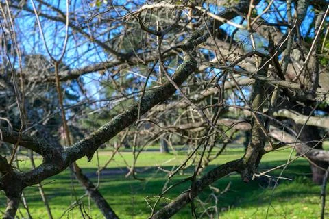 Bare tree limbs stretch against a clear blue sky Stock Photos