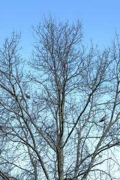 Bare tree limbs stretch skyward against clear blue backdrop Stock Photos