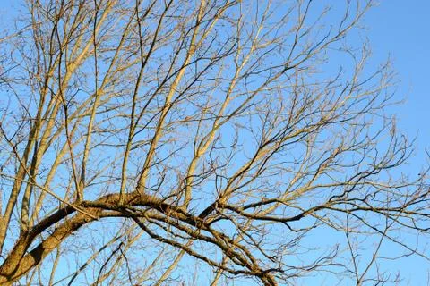 Bare tree limbs in winter below a clear blue sky Stock Photos