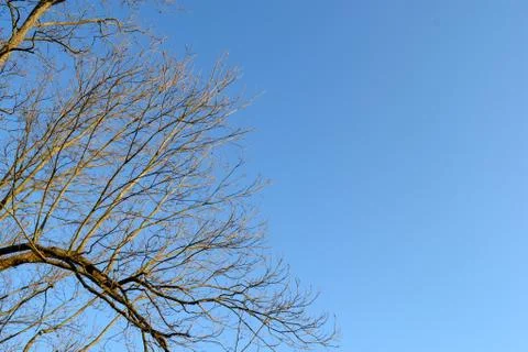 Bare tree limbs in winter below a clear blue sky Stock Photos