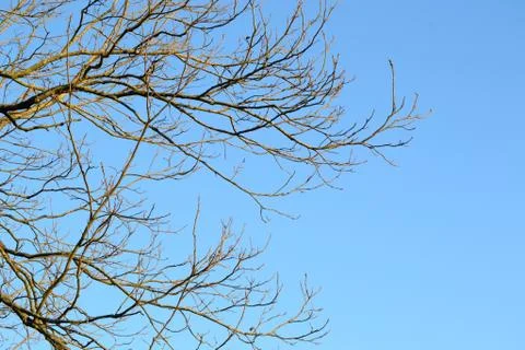 Bare tree limbs in winter below a clear blue sky Stock Photos