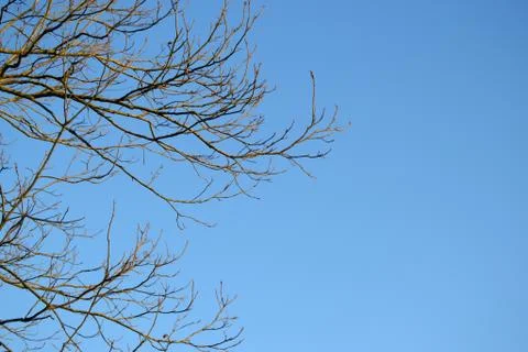 Bare tree limbs in winter below a clear blue sky Stock Photos