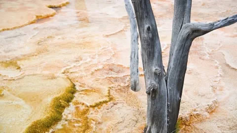Bare tree in Mammoth Hot Springs - Yellowstone, Wyoming Stock Footage 149340802