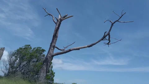 Bare Tree in Marsh Slowly Moving with Blue Sky Background Stockbeeldmateriaal 207817985