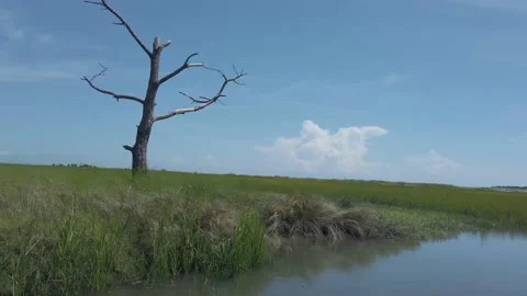 Bare Tree in Marsh Slowly Passing in Boat in Charleston, SC Stockbeeldmateriaal 207817998